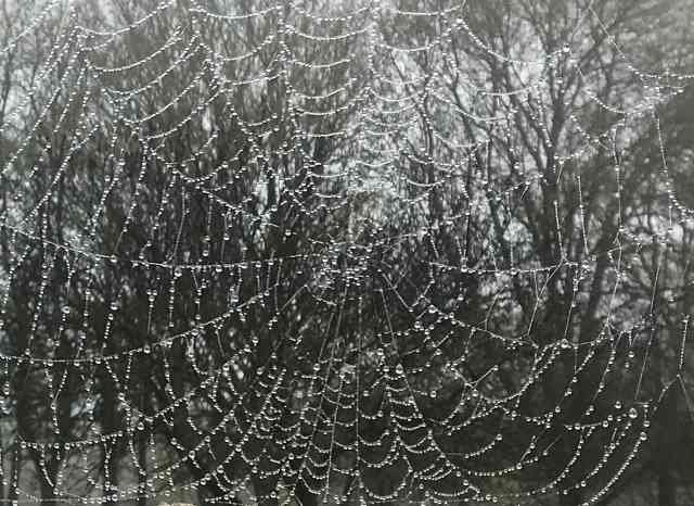 A spider's web covered in dew, early one misty morning, near Le Mans in C.France. 